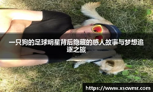 一只狗的足球明星背后隐藏的感人故事与梦想追逐之旅